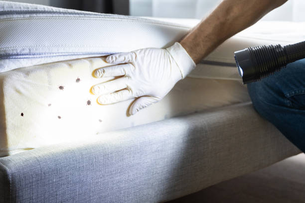 Best Termite Control Services  in Moose Wilson Road, WY