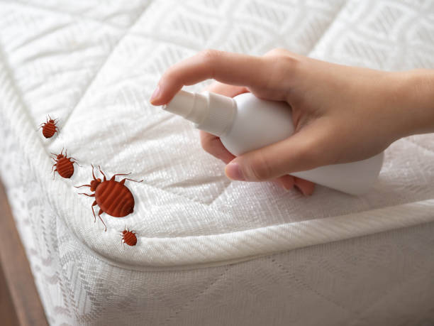 Best Affordable Pest Control Services  in Moose Wilson Road, WY